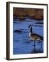 Canadian Goose in Water, CO-Elizabeth DeLaney-Framed Photographic Print