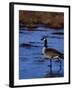 Canadian Goose in Water, CO-Elizabeth DeLaney-Framed Photographic Print