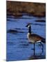 Canadian Goose in Water, CO-Elizabeth DeLaney-Mounted Photographic Print