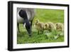 Canadian Goose with Goslings-null-Framed Photographic Print