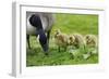 Canadian Goose with Goslings-null-Framed Photographic Print