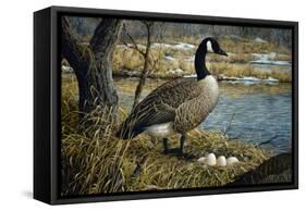 Canadian Goose-Jeff Tift-Framed Stretched Canvas