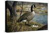 Canadian Goose-Jeff Tift-Stretched Canvas