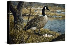 Canadian Goose-Jeff Tift-Stretched Canvas