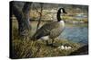 Canadian Goose-Jeff Tift-Stretched Canvas