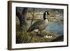 Canadian Goose-Jeff Tift-Framed Giclee Print