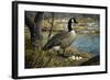 Canadian Goose-Jeff Tift-Framed Giclee Print