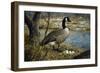 Canadian Goose-Jeff Tift-Framed Giclee Print