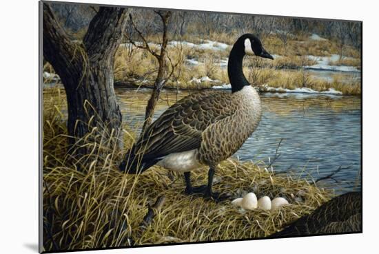 Canadian Goose-Jeff Tift-Mounted Giclee Print