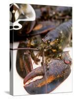 Canadian Lobster-Peter Medilek-Stretched Canvas
