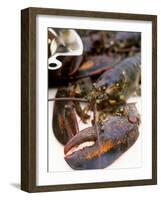 Canadian Lobster-Peter Medilek-Framed Photographic Print