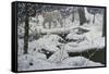 Canadian Lynx and Snowshoe Hare-Jeff Tift-Framed Stretched Canvas