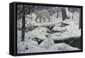 Canadian Lynx and Snowshoe Hare-Jeff Tift-Framed Stretched Canvas