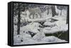 Canadian Lynx and Snowshoe Hare-Jeff Tift-Framed Stretched Canvas