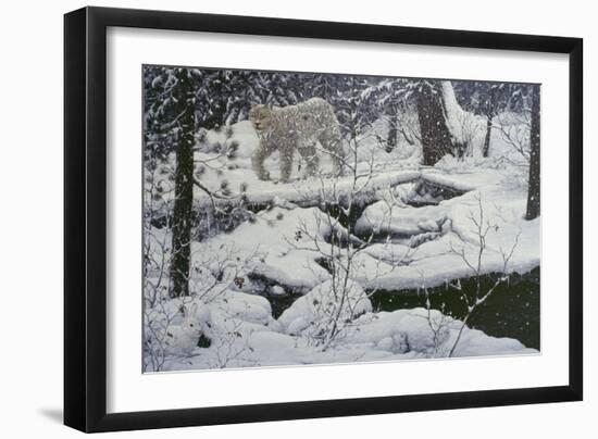 Canadian Lynx and Snowshoe Hare-Jeff Tift-Framed Premium Giclee Print