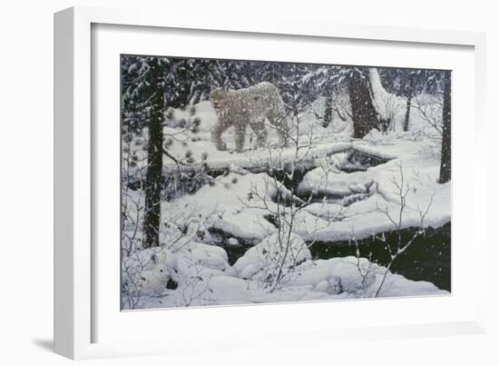Canadian Lynx and Snowshoe Hare-Jeff Tift-Framed Giclee Print
