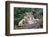 Canadian Lynx Family. Northern Rockies-W. Perry Conway-Framed Photographic Print