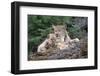 Canadian Lynx Family. Northern Rockies-W. Perry Conway-Framed Photographic Print