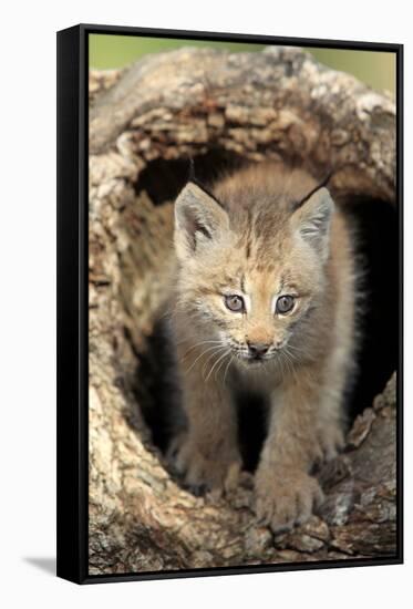 Canadian Lynx (Lynx canadensis) eight-weeks old cub, in hollow tree trunk, Montana, USA-Jurgen & Christine Sohns-Framed Stretched Canvas