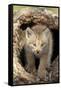 Canadian Lynx (Lynx canadensis) eight-weeks old cub, in hollow tree trunk, Montana, USA-Jurgen & Christine Sohns-Framed Stretched Canvas