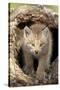 Canadian Lynx (Lynx canadensis) eight-weeks old cub, in hollow tree trunk, Montana, USA-Jurgen & Christine Sohns-Stretched Canvas