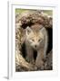 Canadian Lynx (Lynx canadensis) eight-weeks old cub, in hollow tree trunk, Montana, USA-Jurgen & Christine Sohns-Framed Photographic Print