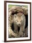 Canadian Lynx (Lynx canadensis) eight-weeks old cub, in hollow tree trunk, Montana, USA-Jurgen & Christine Sohns-Framed Photographic Print