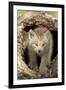 Canadian Lynx (Lynx canadensis) eight-weeks old cub, in hollow tree trunk, Montana, USA-Jurgen & Christine Sohns-Framed Photographic Print