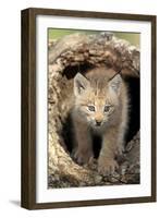 Canadian Lynx (Lynx canadensis) eight-weeks old cub, in hollow tree trunk, Montana, USA-Jurgen & Christine Sohns-Framed Photographic Print