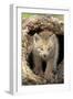 Canadian Lynx (Lynx canadensis) eight-weeks old cub, in hollow tree trunk, Montana, USA-Jurgen & Christine Sohns-Framed Photographic Print