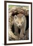 Canadian Lynx (Lynx canadensis) eight-weeks old cub, in hollow tree trunk, Montana, USA-Jurgen & Christine Sohns-Framed Premium Photographic Print