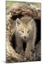 Canadian Lynx (Lynx canadensis) eight-weeks old cub, in hollow tree trunk, Montana, USA-Jurgen & Christine Sohns-Mounted Premium Photographic Print