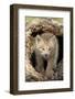 Canadian Lynx (Lynx canadensis) eight-weeks old cub, in hollow tree trunk, Montana, USA-Jurgen & Christine Sohns-Framed Photographic Print