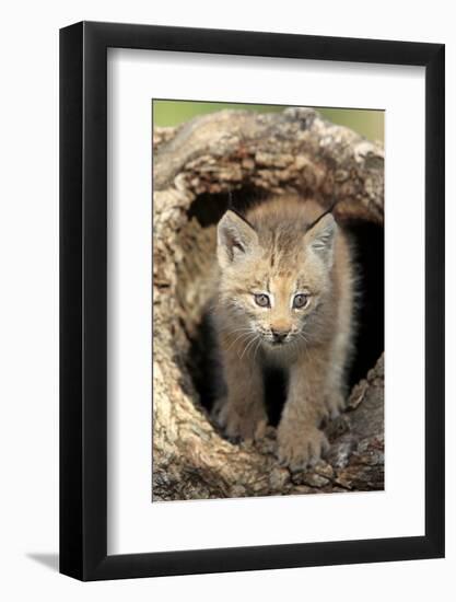 Canadian Lynx (Lynx canadensis) eight-weeks old cub, in hollow tree trunk, Montana, USA-Jurgen & Christine Sohns-Framed Photographic Print