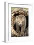 Canadian Lynx (Lynx canadensis) eight-weeks old cub, in hollow tree trunk, Montana, USA-Jurgen & Christine Sohns-Framed Photographic Print