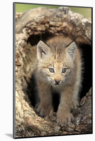 Canadian Lynx (Lynx canadensis) eight-weeks old cub, in hollow tree trunk, Montana, USA-Jurgen & Christine Sohns-Mounted Photographic Print