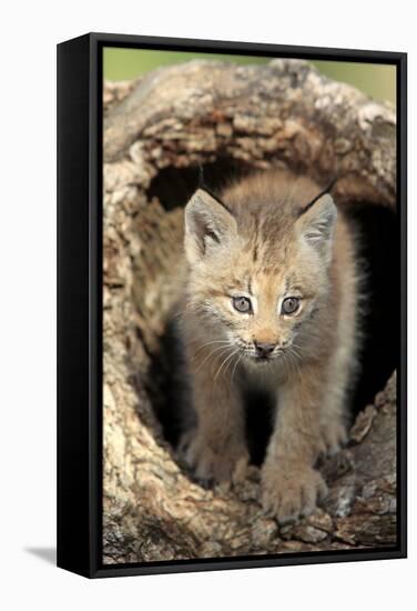 Canadian Lynx (Lynx canadensis) eight-weeks old cub, in hollow tree trunk, Montana, USA-Jurgen & Christine Sohns-Framed Stretched Canvas