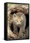 Canadian Lynx (Lynx canadensis) eight-weeks old cub, in hollow tree trunk, Montana, USA-Jurgen & Christine Sohns-Framed Stretched Canvas