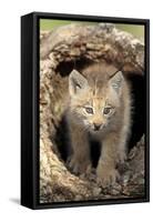Canadian Lynx (Lynx canadensis) eight-weeks old cub, in hollow tree trunk, Montana, USA-Jurgen & Christine Sohns-Framed Stretched Canvas