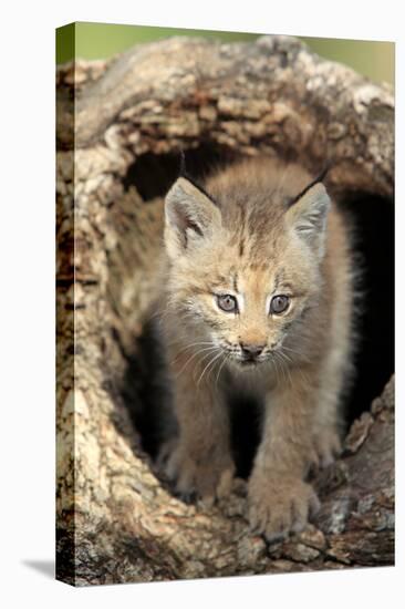 Canadian Lynx (Lynx canadensis) eight-weeks old cub, in hollow tree trunk, Montana, USA-Jurgen & Christine Sohns-Stretched Canvas