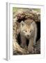 Canadian Lynx (Lynx canadensis) eight-weeks old cub, in hollow tree trunk, Montana, USA-Jurgen & Christine Sohns-Framed Photographic Print