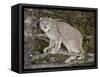 Canadian Lynx (Lynx Canadensis) in a Tree, in Captivity, Near Bozeman, Montana, USA-James Hager-Framed Stretched Canvas