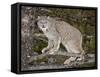 Canadian Lynx (Lynx Canadensis) in a Tree, in Captivity, Near Bozeman, Montana, USA-James Hager-Framed Stretched Canvas