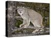 Canadian Lynx (Lynx Canadensis) in a Tree, in Captivity, Near Bozeman, Montana, USA-James Hager-Stretched Canvas