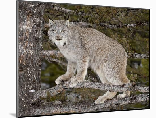 Canadian Lynx (Lynx Canadensis) in a Tree, in Captivity, Near Bozeman, Montana, USA-James Hager-Mounted Photographic Print
