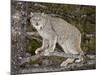 Canadian Lynx (Lynx Canadensis) in a Tree, in Captivity, Near Bozeman, Montana, USA-James Hager-Mounted Photographic Print