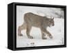 Canadian Lynx (Lynx Canadensis) in Snow in Captivity, Near Bozeman, Montana-null-Framed Stretched Canvas