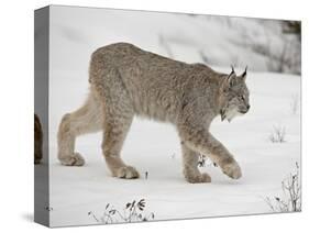 Canadian Lynx (Lynx Canadensis) in Snow in Captivity, Near Bozeman, Montana-null-Stretched Canvas