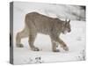 Canadian Lynx (Lynx Canadensis) in Snow in Captivity, Near Bozeman, Montana-null-Stretched Canvas