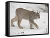 Canadian Lynx (Lynx Canadensis) in Snow in Captivity, Near Bozeman, Montana-null-Framed Stretched Canvas